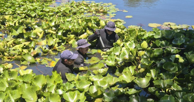 WATCH: Tip-off leads police divers to search wetlands, property after alleged Bega stabbing