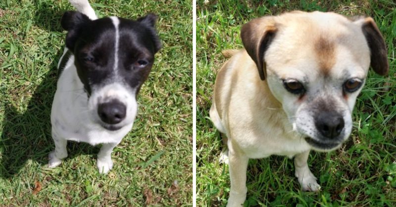 Eurobodalla Animal Welfare League's Pets of the Week: Meet Kaspa and Squidgee!
