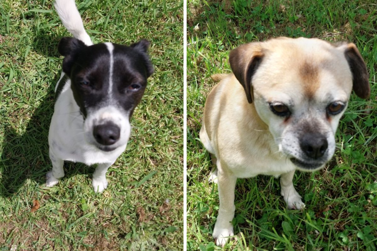 Are you ready for double trouble? Kaspa and Squidgee are a pair of fun-loving pups looking for their forever home. 