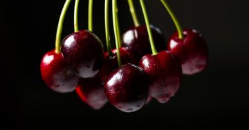 Cherry ready Hilltops comes alive as orchards welcome visitors