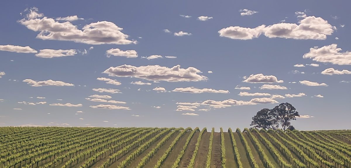 Hilltops wine region