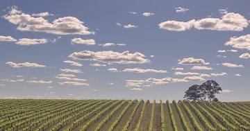 Hilltops wines cement reputation with big Canberra Show wins