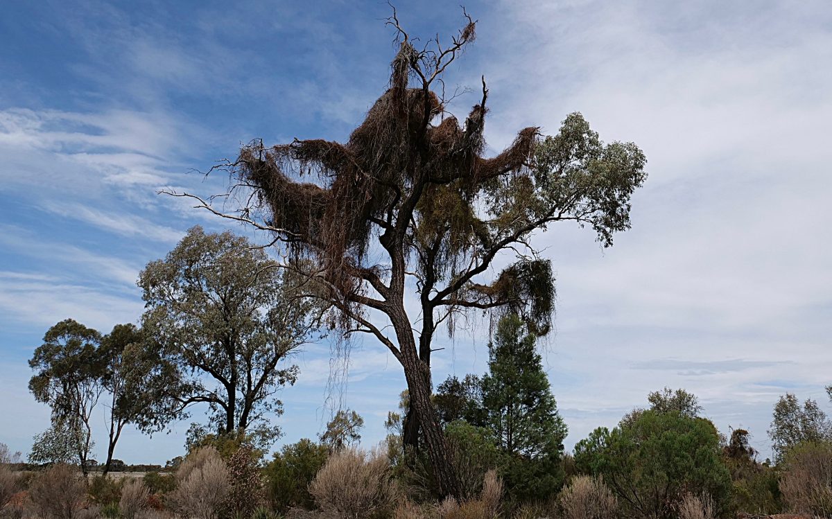 Blue Malee impacted by strangle vine