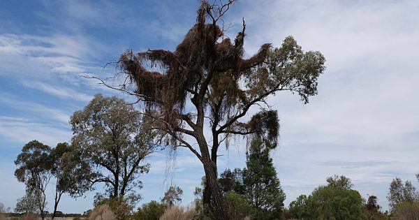 Coppicing bill defeated as strangle vine spreads, fire risk rises