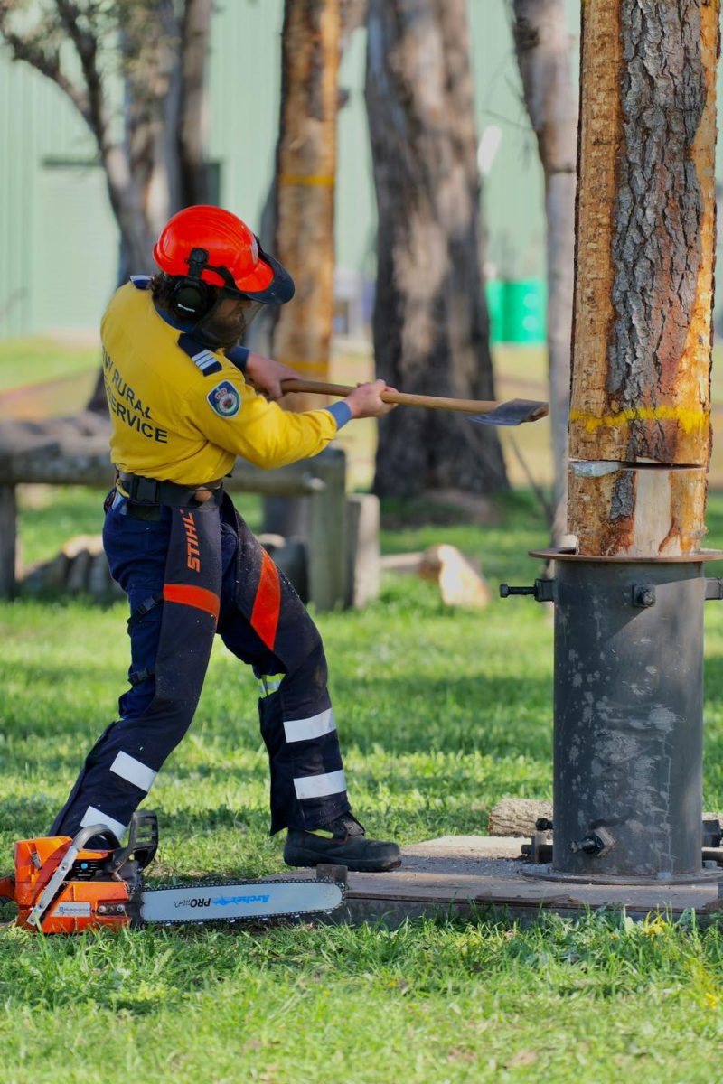 Man chainsawing tree