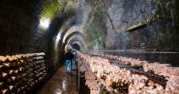 The secret Victorian-era train tunnels that this mushroom farmer calls his Narnia