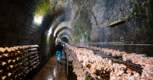The secret Victorian-era train tunnels that this mushroom farmer calls his Narnia