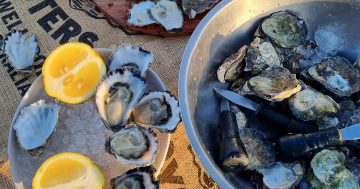 The Christmas seafood report: what's fresh, what's good and what you should put on the table