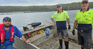 Oyster thefts targeted during Operation Bushmint