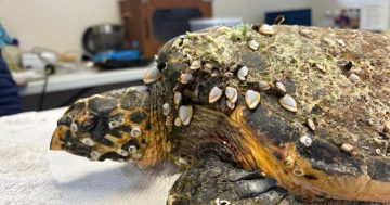 Meet Bear, the critically endangered turtle discovered on a South Coast beach