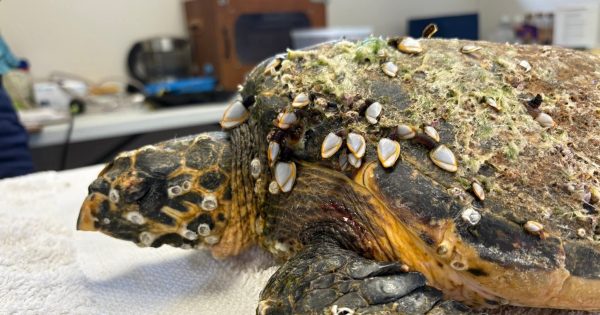 Meet Bear, the critically endangered turtle discovered on a South Coast beach