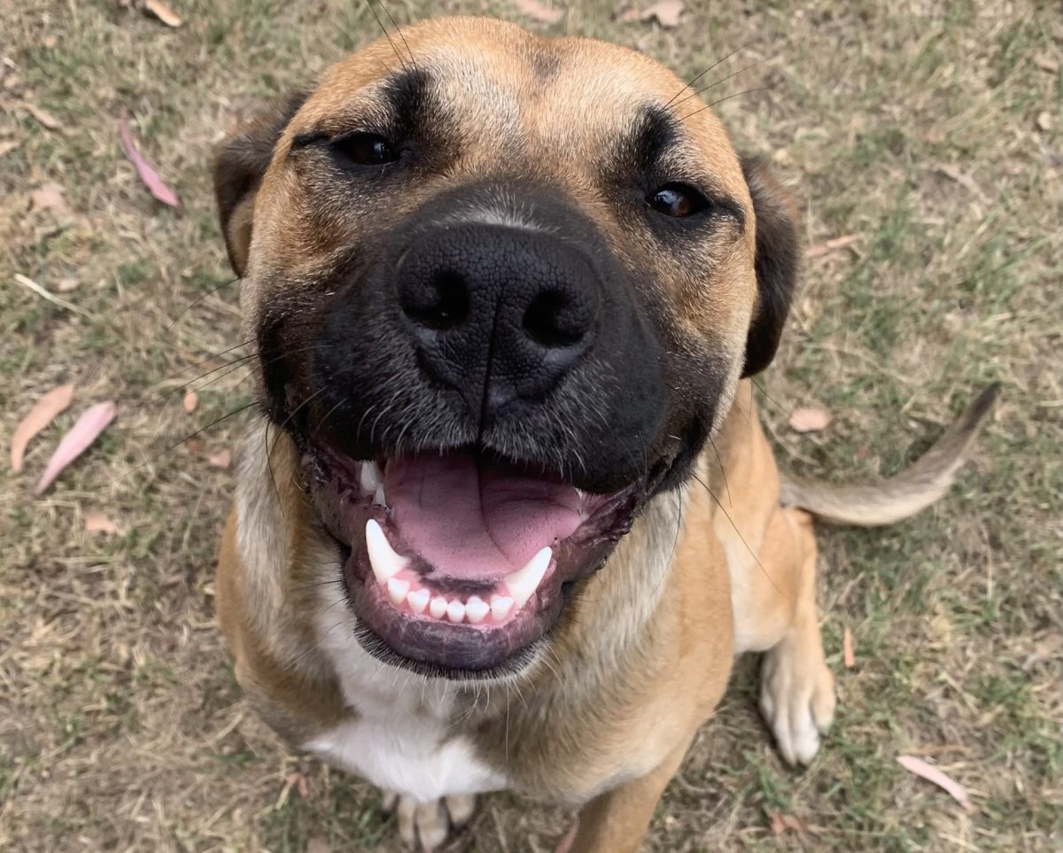 Ava is a model of good manners just waiting to find a family to love.