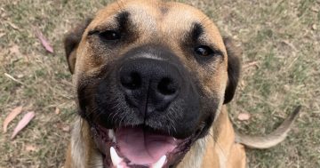 Eurobodalla Animal Welfare League's Pets of the Week: Meet Ava and Miss Kitty!