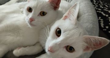 Eurobodalla Animal Welfare League's Pets of the Week: Meet Medusa, Crystal and Pearl!