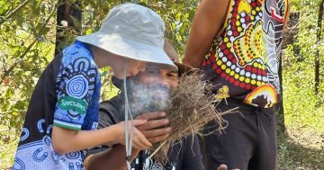 Cultural fire practitioners converge near Bermagui to heal koala habitat