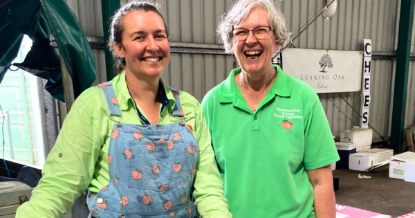 Fires, floods can't keep this orchard from century-plus tradition