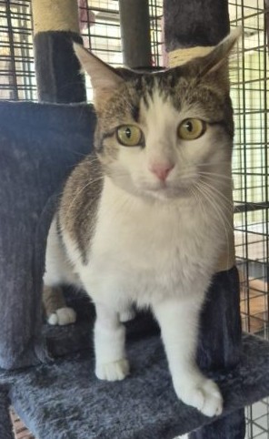 Miss Kitty came into care after her beloved owner died - now she's looking for someone to share her heart. 