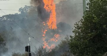 Four Wagga residents save man and dog as Lake Albert Road fire ignites courage
