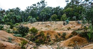 Balancing act: Hilltops Council bridges history and progress at Garibaldi Gully