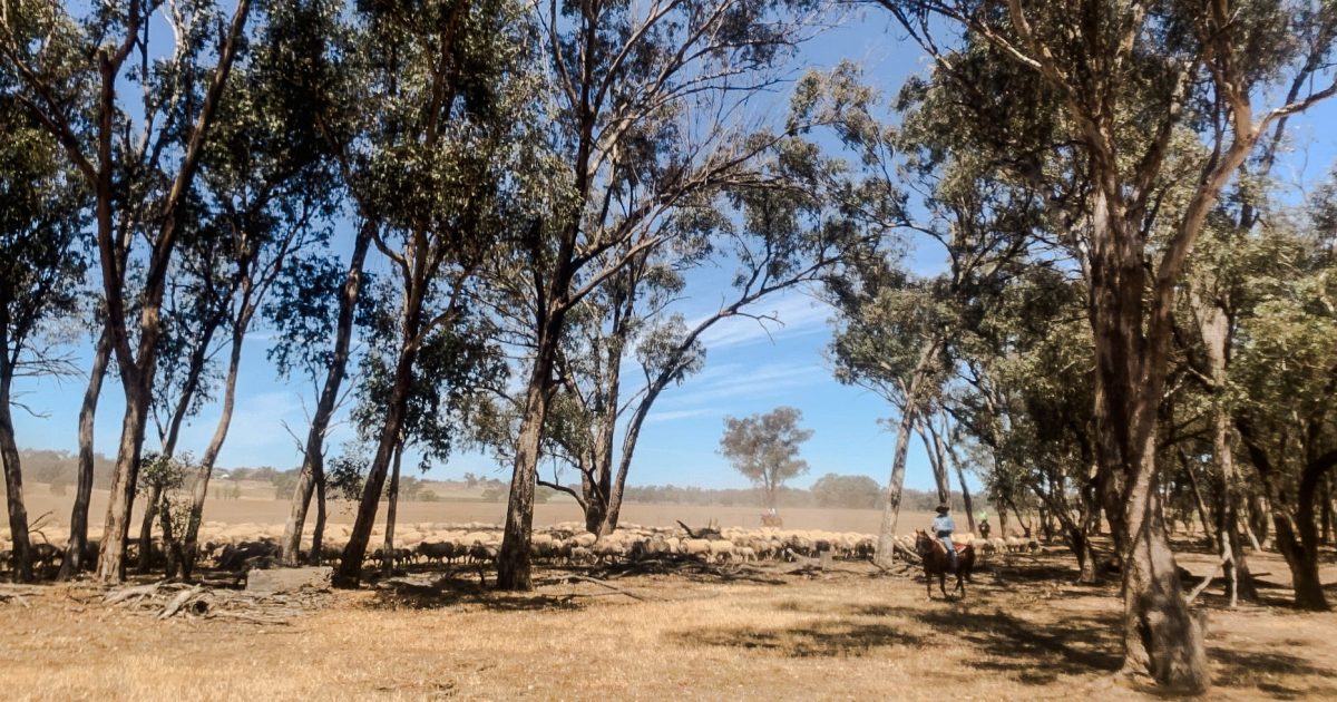 New drought coordinator to support farmers facing worsening conditions in southern NSW