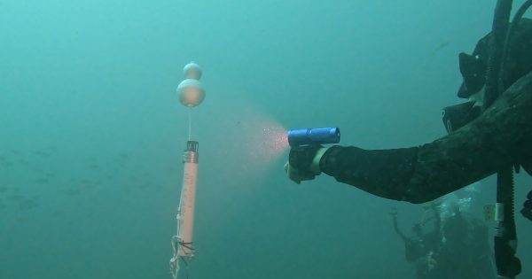 How underwater microphones are revealing a changing whale migration