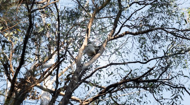 One of the 22 koalas