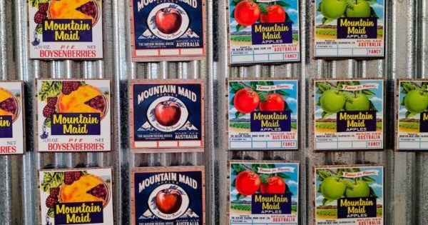 Bringing Mountain Maid home: Batlow’s lost brand finds new life