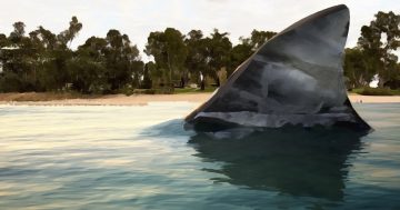 Should we beware of 'Murrumbidgee Mud Sharks' this summer?