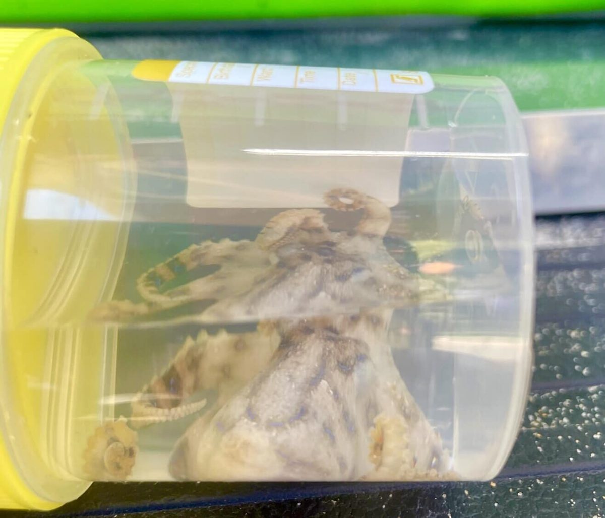A blue-ringed octopus caught in a jar