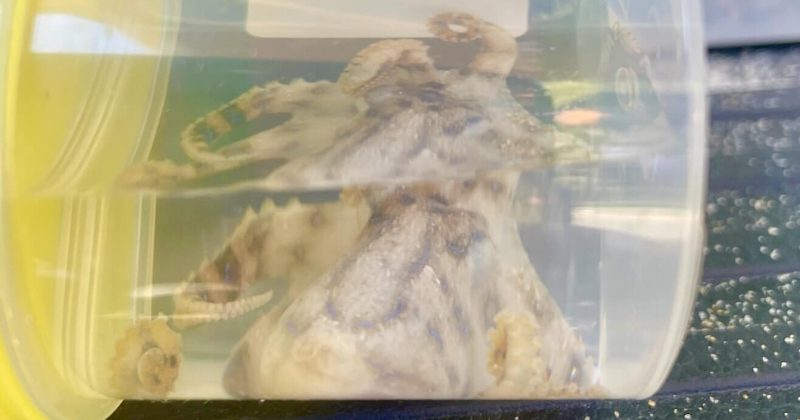 Suspected South Coast poisoning from blue-ringed octopus renews reminders we're not alone under water