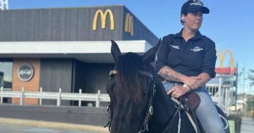 What's next for the stallion that rode through Gulgong's ... I mean, Googong's Maccas