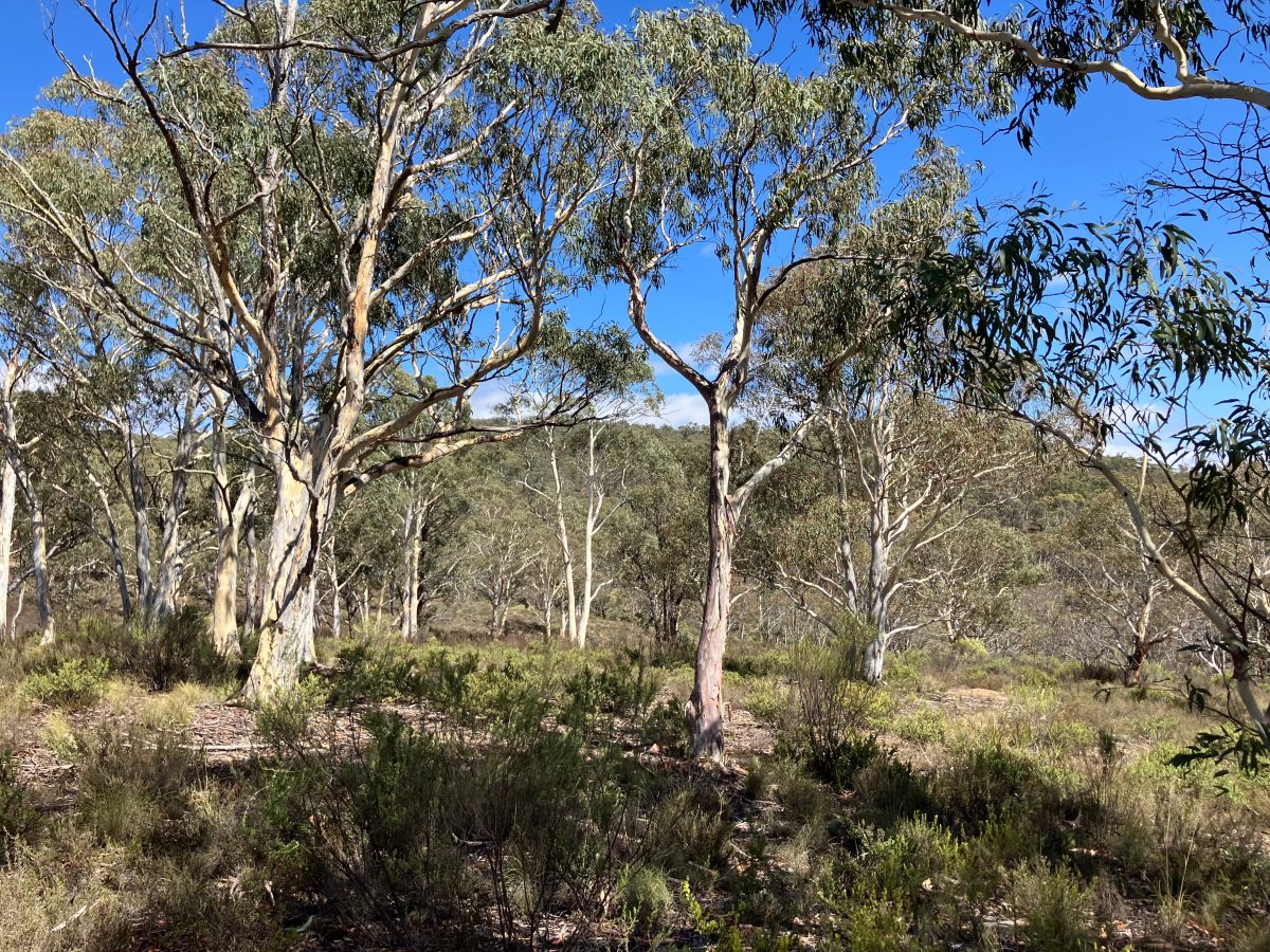 Trees within the Macanally State Conservation Area