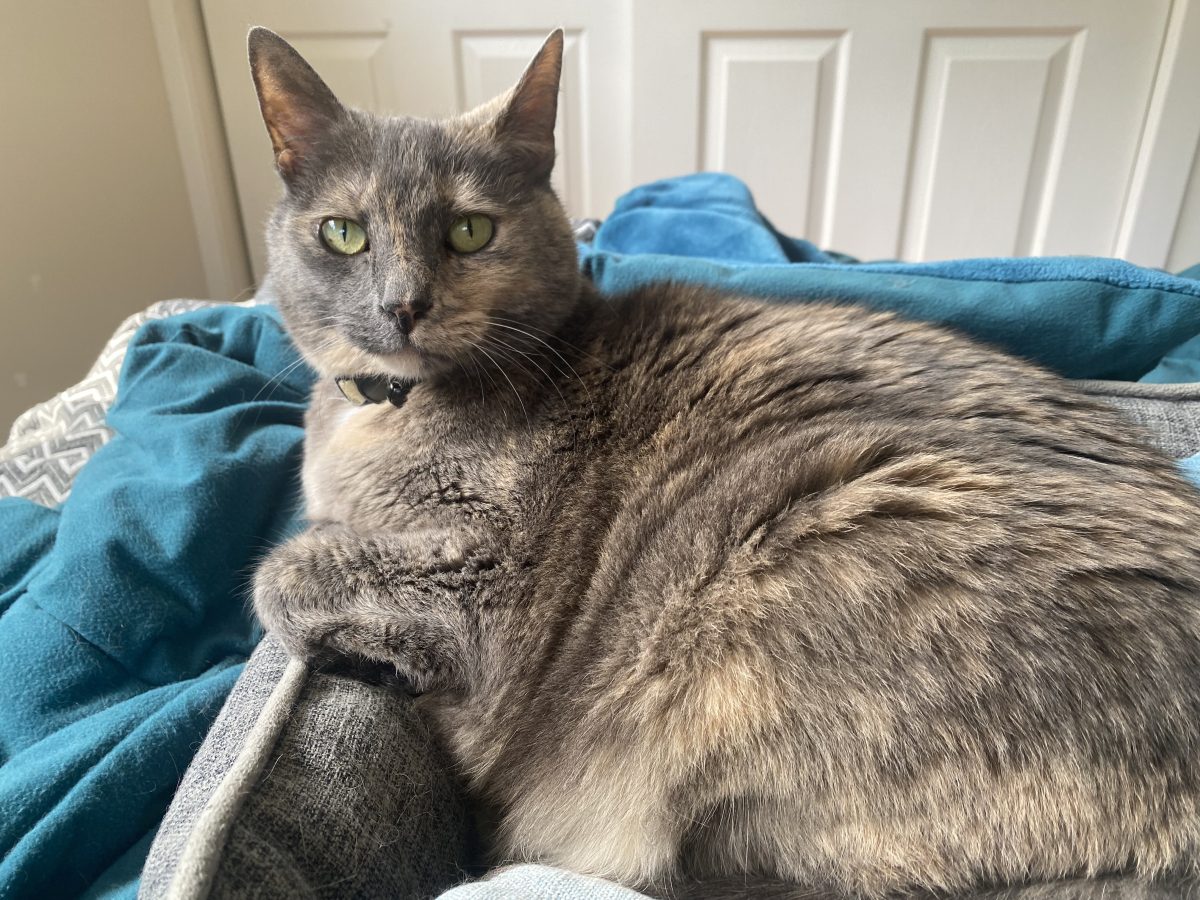 Gracie's good looks and loving nature make her the purr-fect fit for any home.