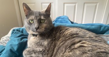 Eurobodalla Animal Welfare League's Pet of the Week: Meet Gracie!