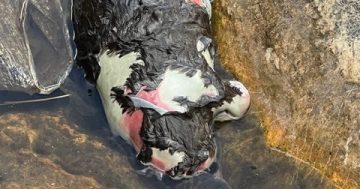 Dead platypus discovered, with fishing line entanglement an 'increasing problem'