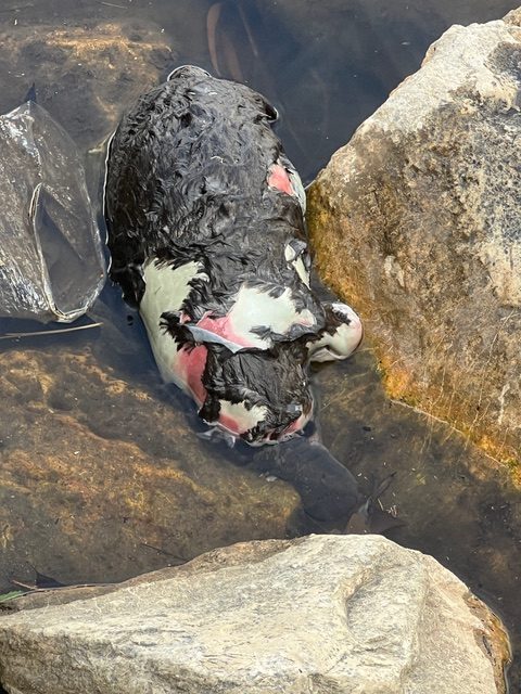 A photo of a dead platypus lying on rocks