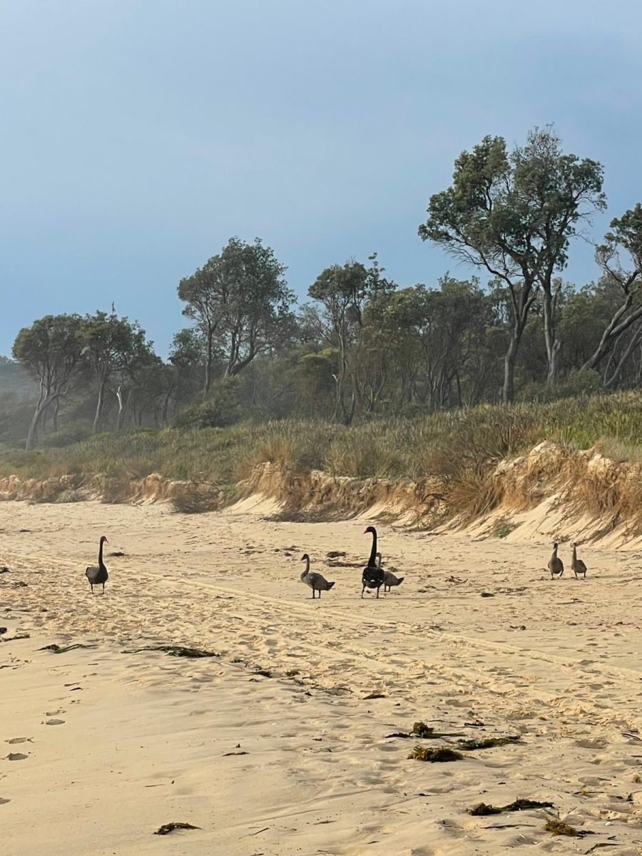 A group of swans walking on a South Coast beach