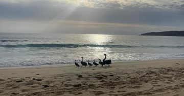 Search for swans after juvenile washes up in rough surf