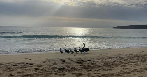 Search for swans after juvenile washes up in rough surf