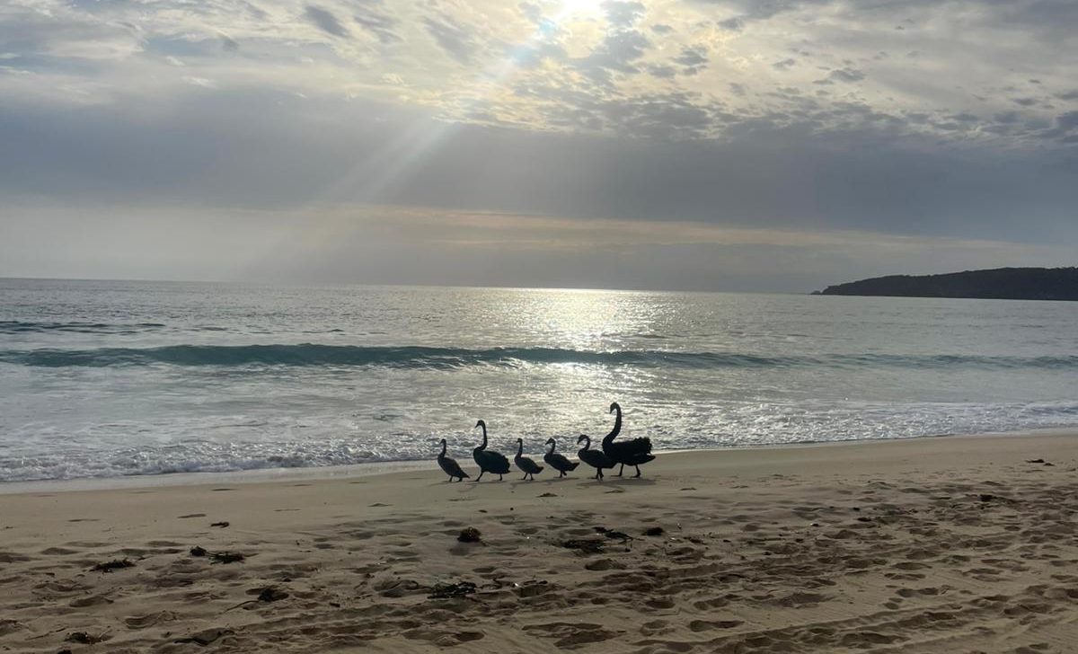 A group of swans walking on a South Coast beach