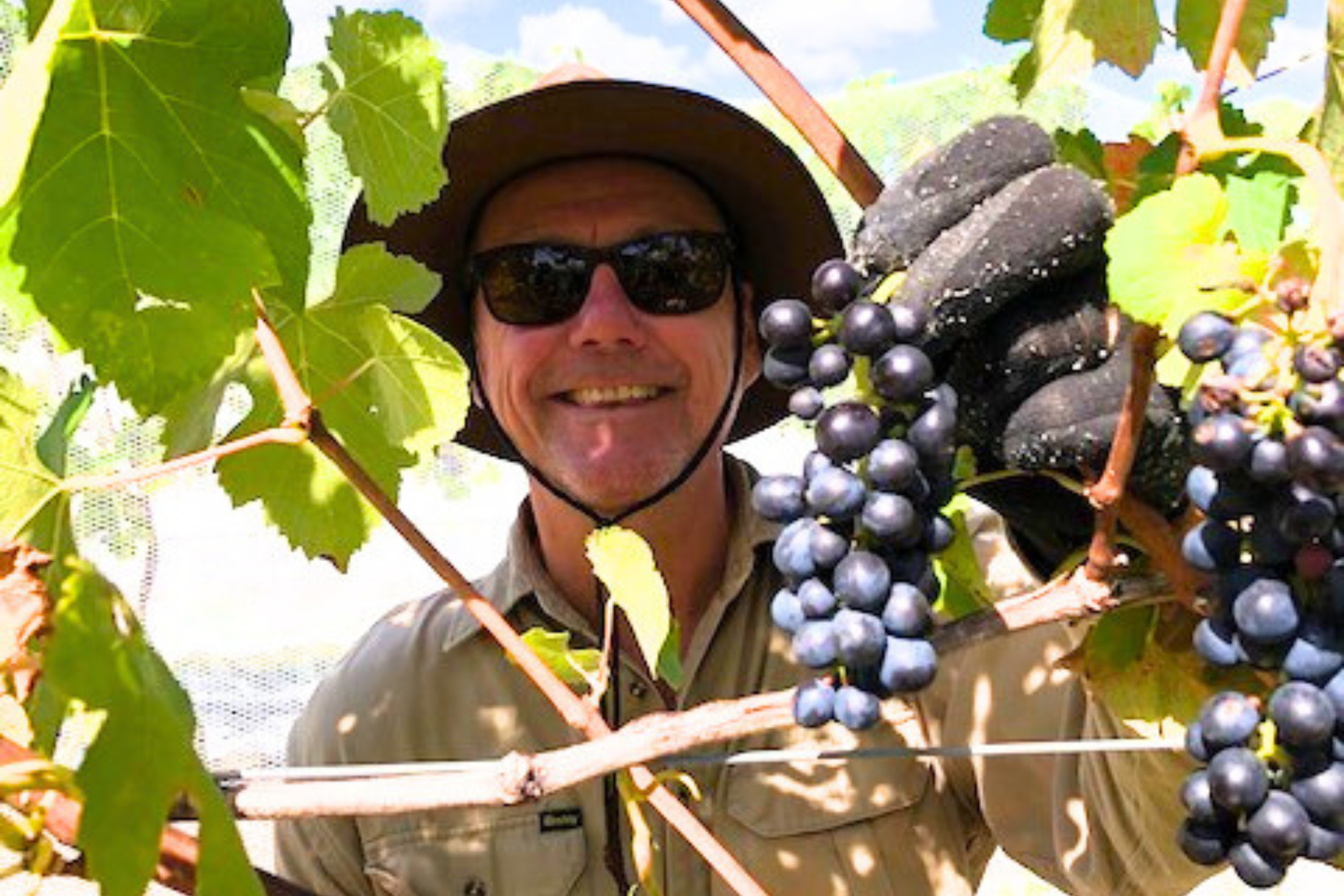 Man peers through grapes and smiles.