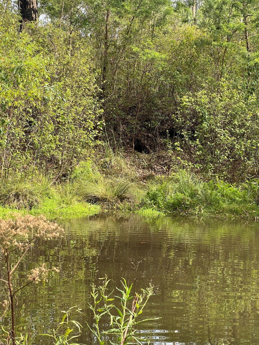 Creek and wombat hole