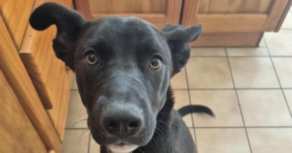 Eurobodalla Animal Welfare League's Pets of the Week: Meet Pickle and Yoki!