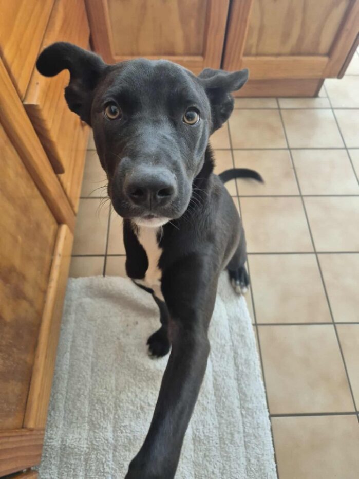 Friendly, playful Pickle is looking for an active home with a furry friend.