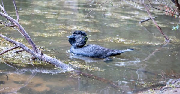 The oldest known duck of its type in the world lives at Tidbinbilla