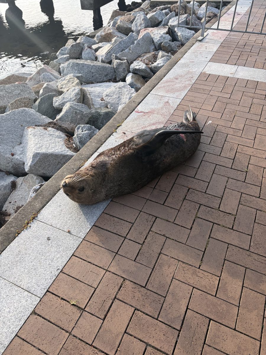 An injured seal lying on its side