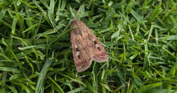 10,000 bogong moths to be tagged at Kosciuszko, volunteers needed to track their journey