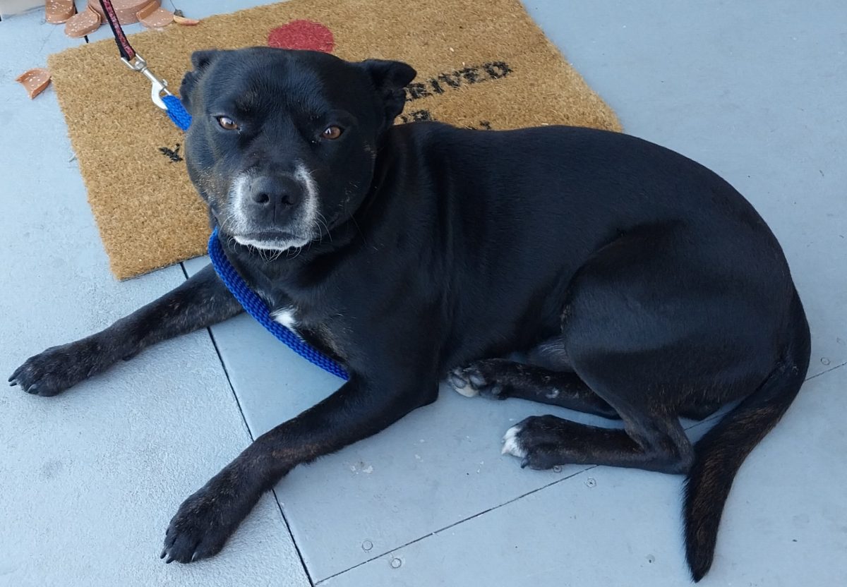 Three-year-old Staffy Boomer loves people, kids and other dogs - could he come home with you? 