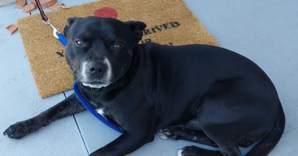 Eurobodalla Animal Welfare League's Pets of the Week: Meet Boomer, Polly and Kitty!