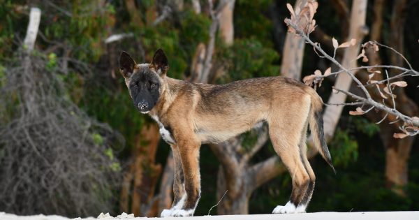 Using dingo DNA to dispel the wild dog myth